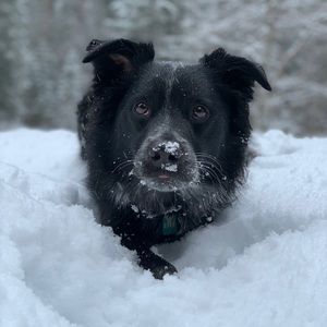 Meet your Posher, Sydney